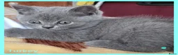 British Shorthair cats for sale: 3 beautiful blue BSH - Advert 6