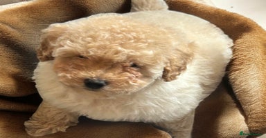 Toy Poodle dogs - Advert 5