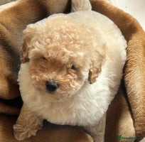 Toy Poodle dogs - Advert 5