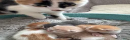 Mixed Breed cats for sale: Kittens - Advert 8