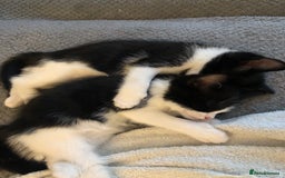 Ragdoll cats for sale: Ragdoll mix beautiful kittens  - Image 16