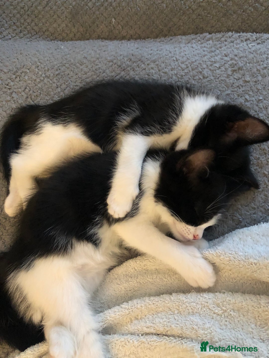 Ragdoll cats for sale: Ragdoll mix beautiful kittens  - Image 16