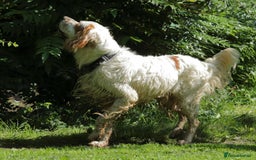 English Setter dogs for adoption: Dover in Woolacombe - Image 17