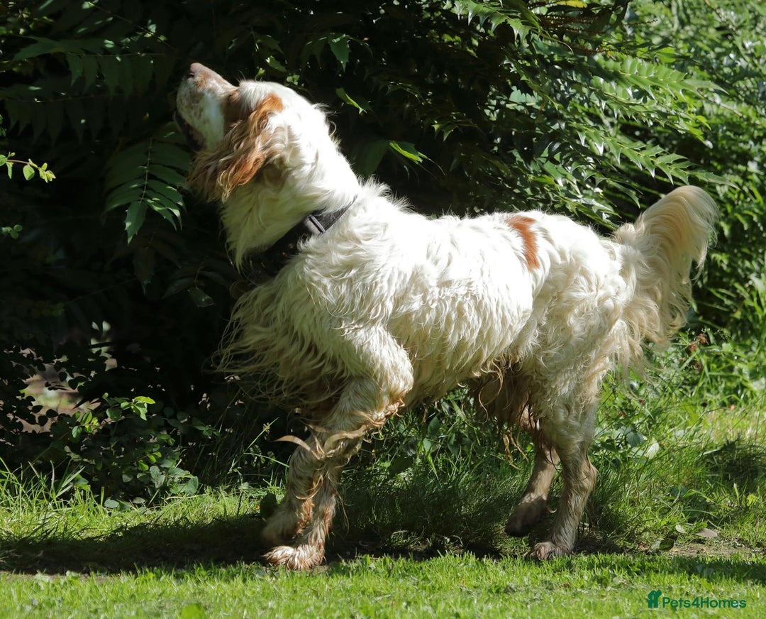 English Setter dogs for adoption: Dover in Woolacombe - Image 17