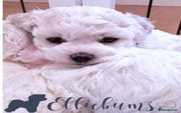 Bichon Frise dogs for sale: KC Registered Pedigree Bichon Frise Puppies - Image 6