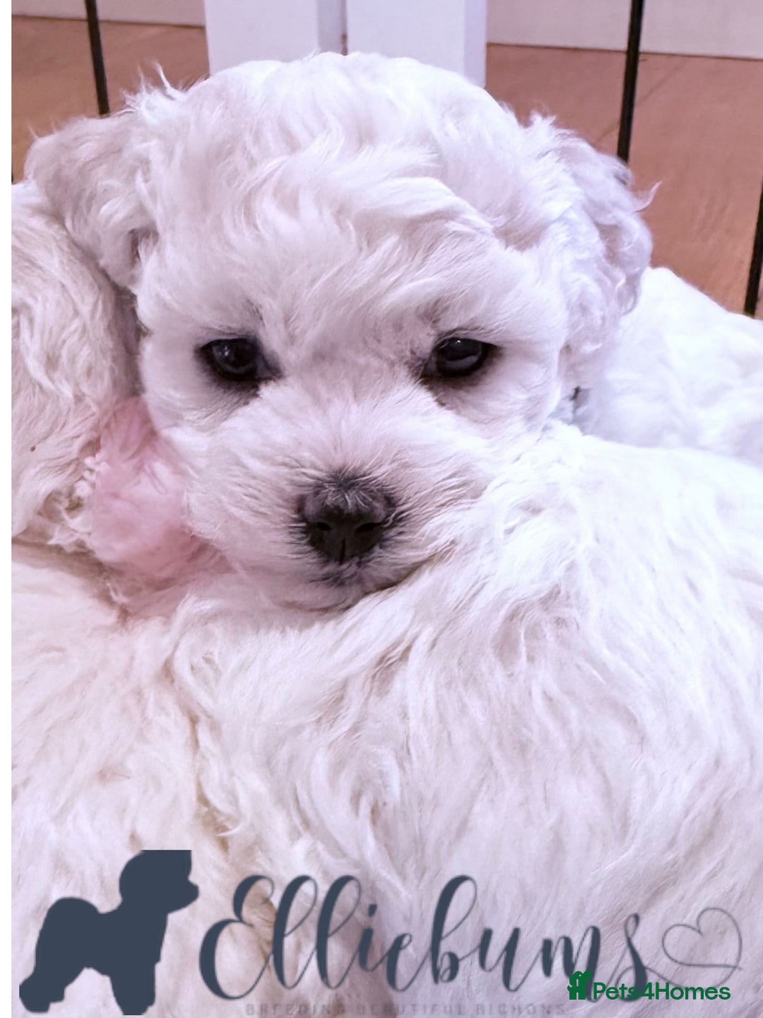 Bichon Frise dogs for sale: KC Registered Pedigree Bichon Frise Puppies - Image 6