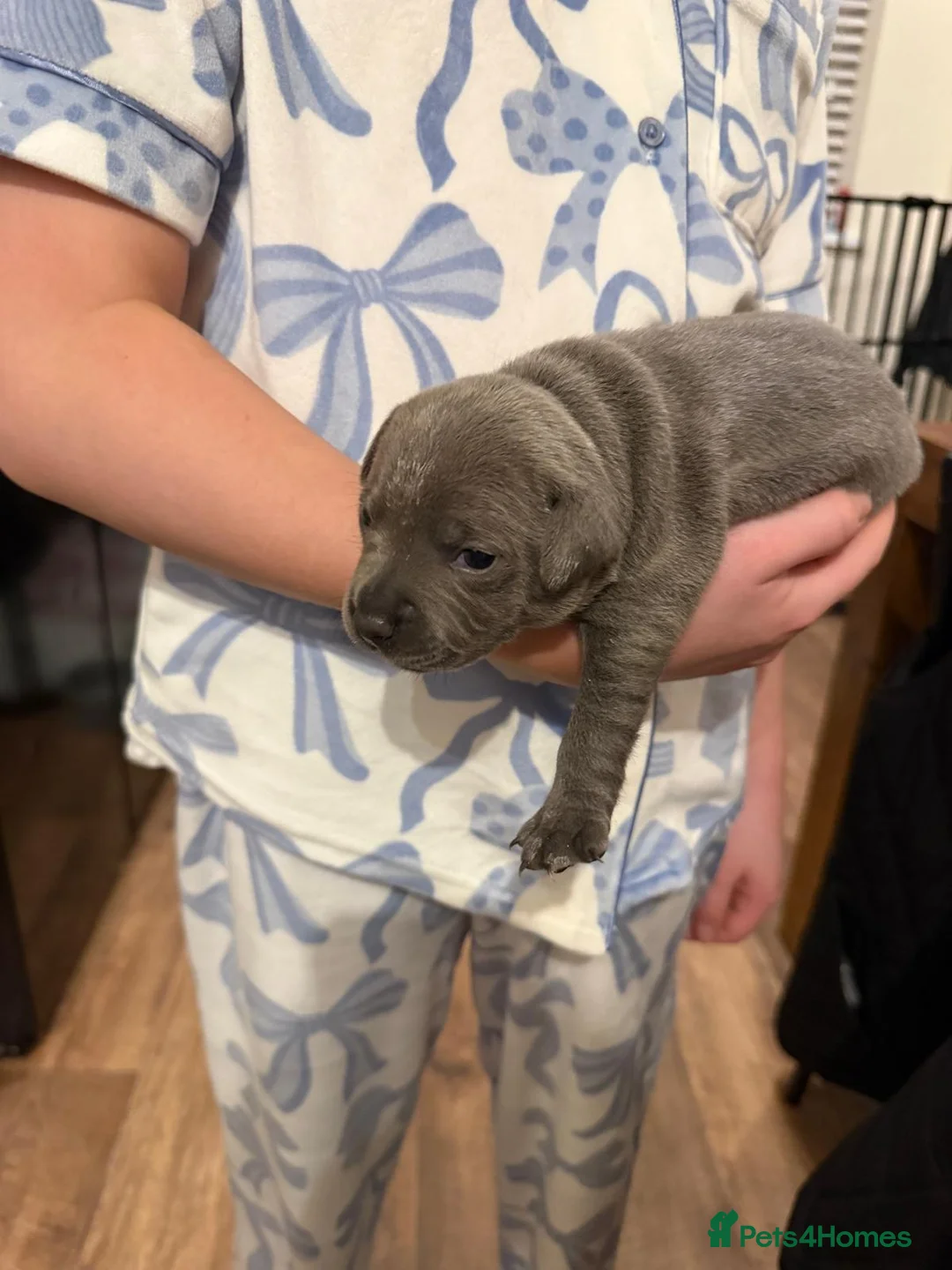 Staffordshire Bull Terrier dogs for sale: Beautiful BLUE kc registered puppies - Advert 5