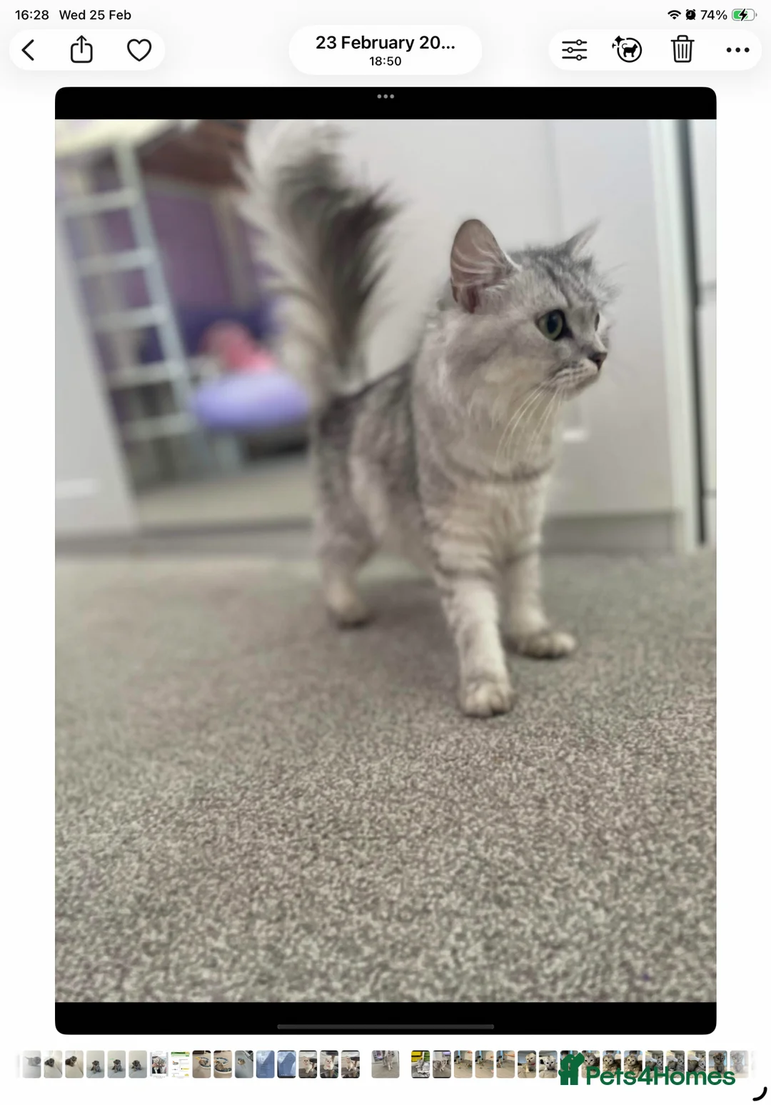 Persian cats for sale: Beautiful three-year-old Persian chinchilla - Advert 8