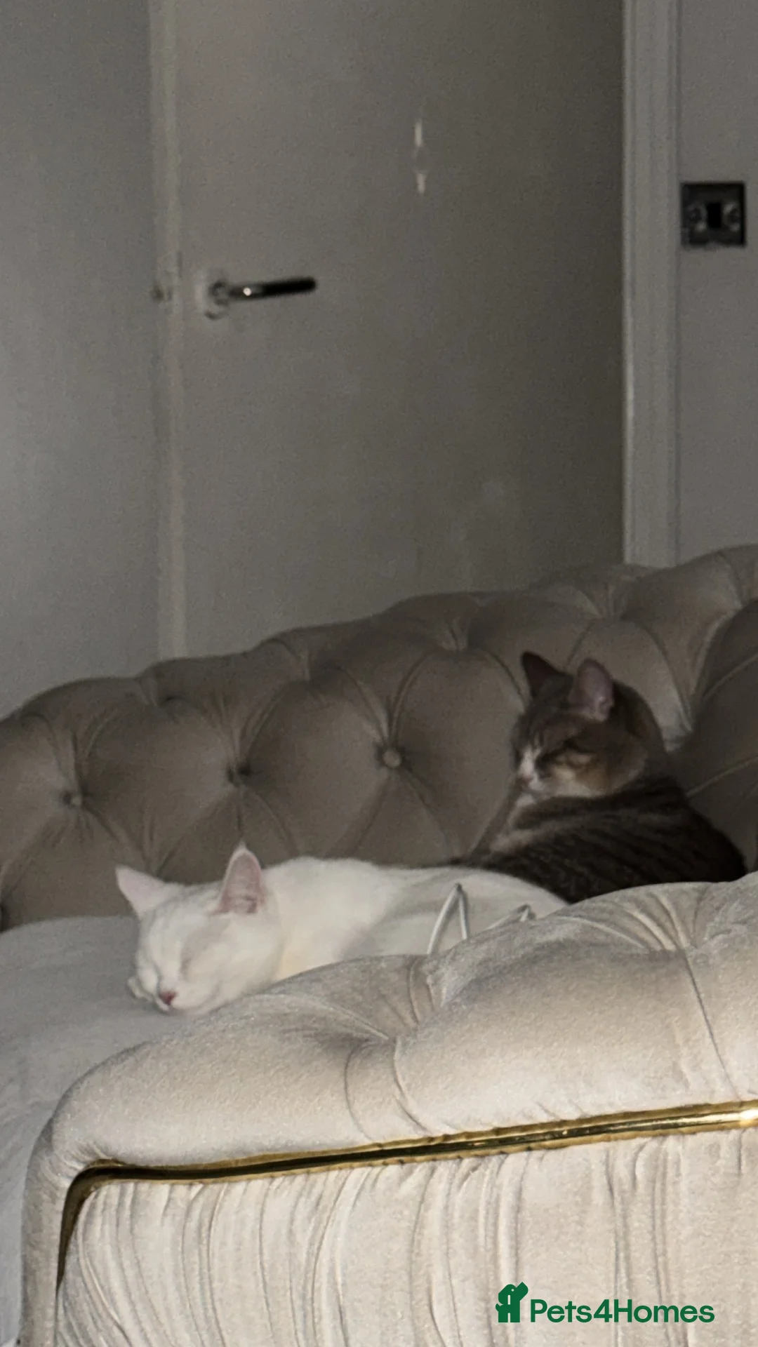 Turkish Angora cats for sale: Snowy & Milo Looking for a New Home 🐾 - Advert 2