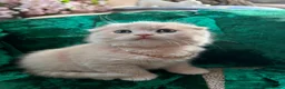 British Shorthair cats for sale: 😻CREAM & RED COLOUR KITTENS 😻 - Advert 28