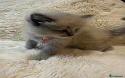 Ragdoll cats for sale: Beautiful mink point Ragdolls! 🩶🤍 - Image 33