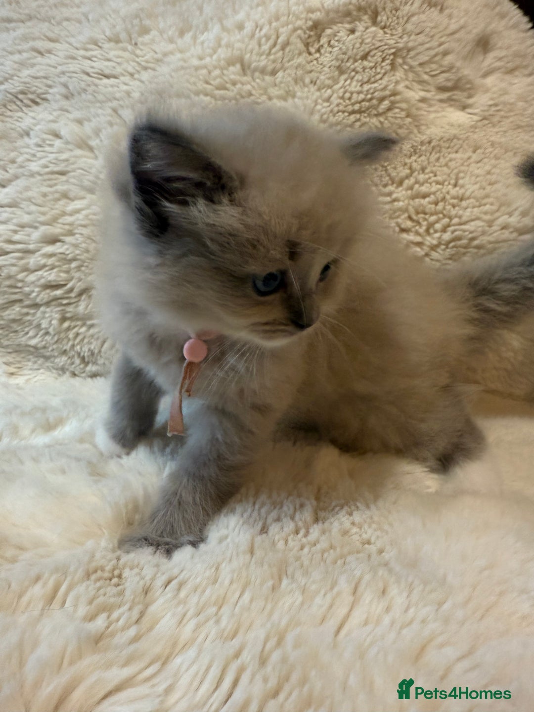 Ragdoll cats for sale: Beautiful mink point Ragdolls! 🩶🤍 - Image 33