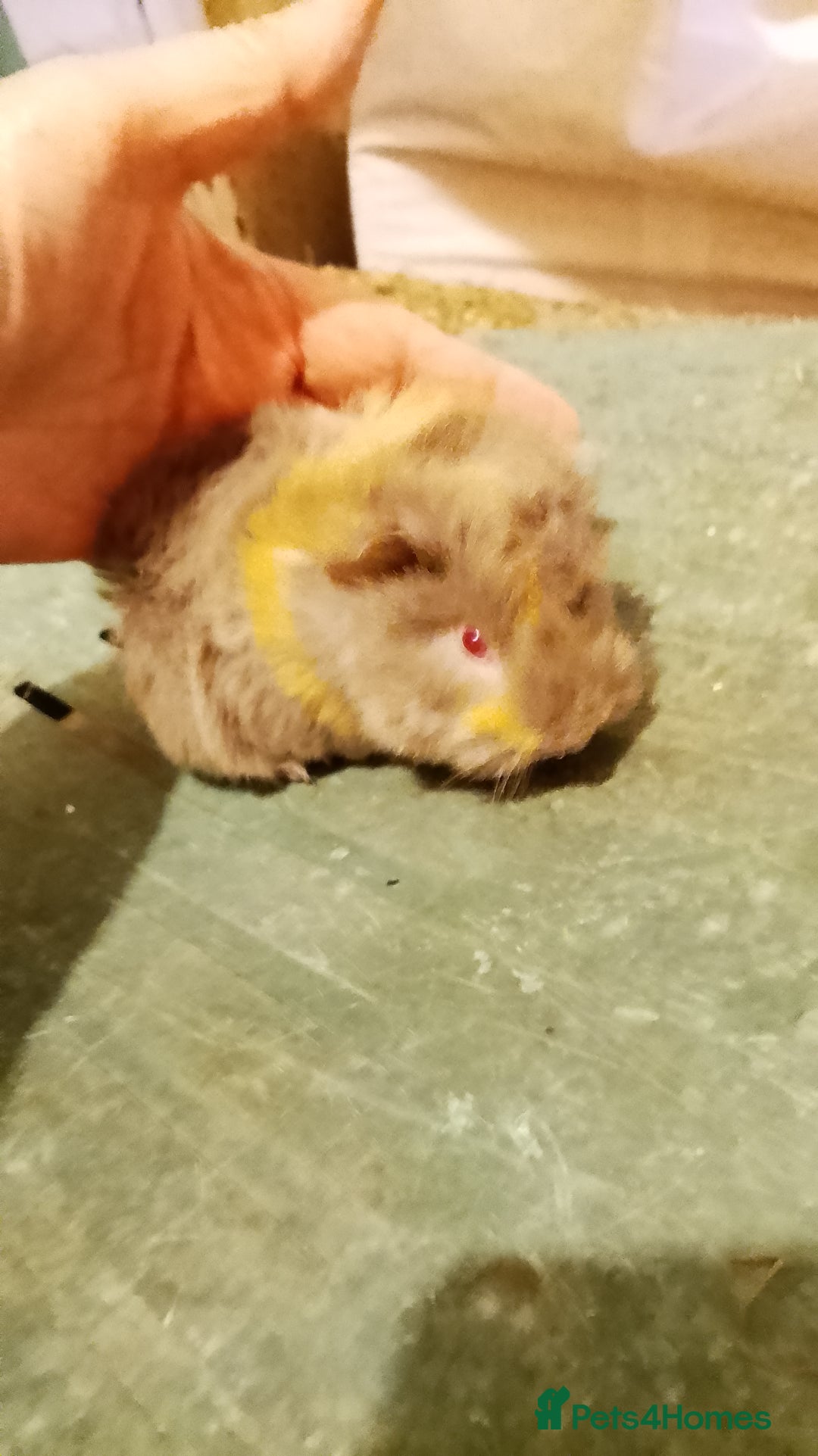 Guinea Pig rodents for sale: Guinea pig boys sheltie.peruvian. coronet - Advert 5