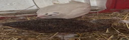 Mixed Breed birds for sale: Ducklings and Quails - Advert 4
