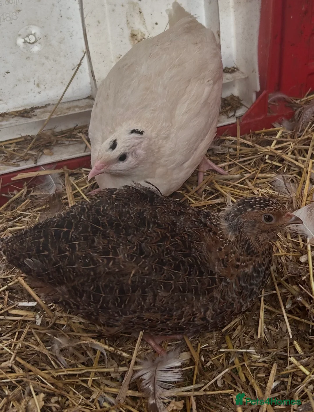 Mixed Breed birds for sale: Quails and chicks - Advert 2
