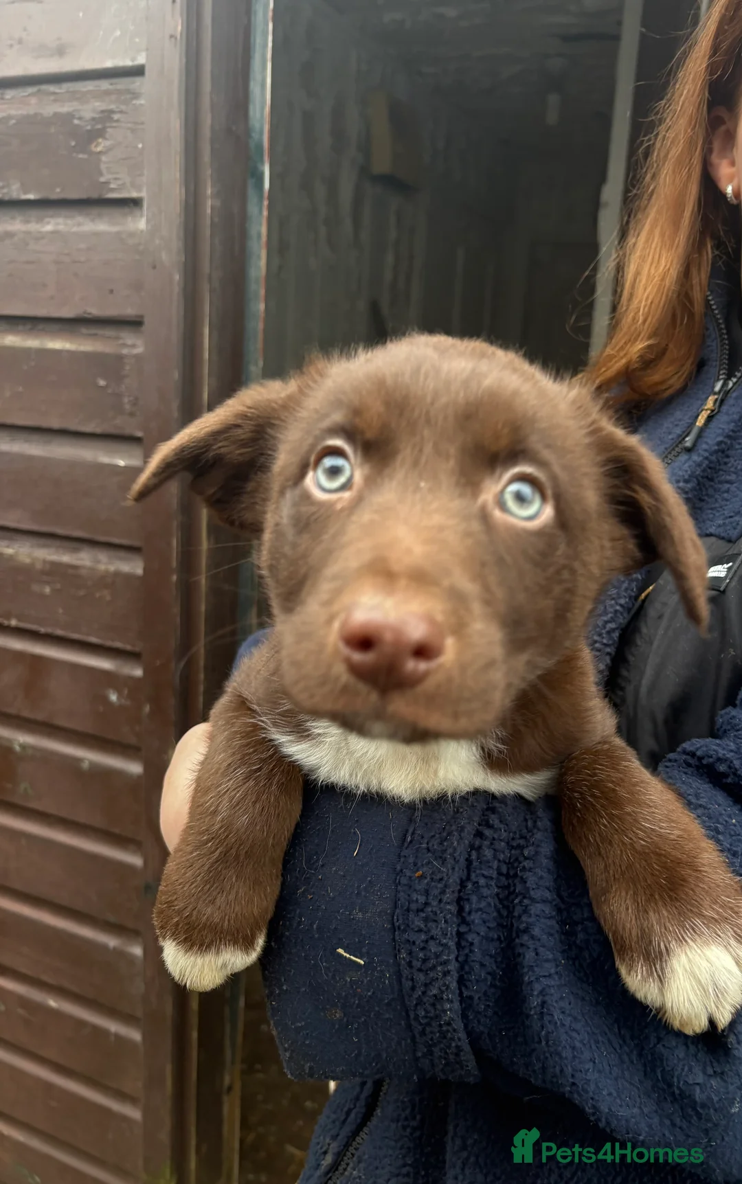Welsh Collie dogs for sale: Welsh Sheepdogs  - Advert 5