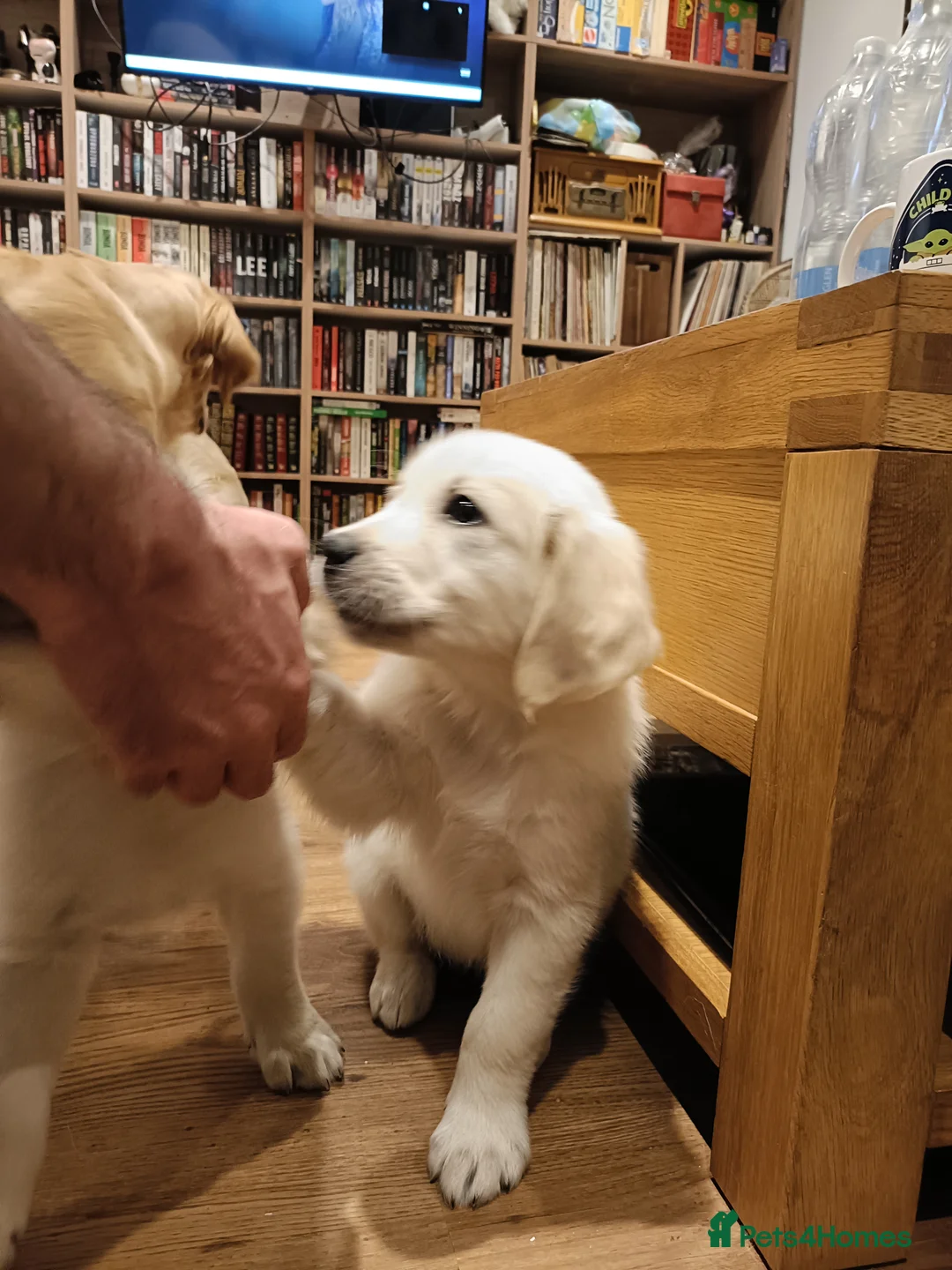 Golden Retriever dogs for sale: Beautiful Golden Retriever Puppies - Advert 6