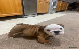 English Bulldog dogs for sale: Stunning Litter Of English Bulldog Puppies - Image 4
