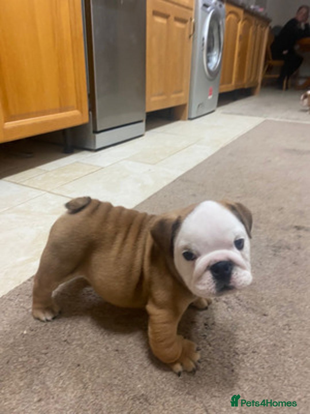 English Bulldog dogs for sale: Stunning Litter Of English Bulldog Puppies - Image 4