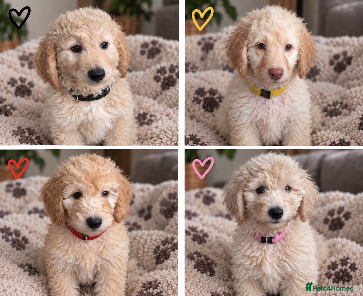 Mini Goldendoodle dogs MINI GOLDENDOODLE PUPPIES - Advert 1