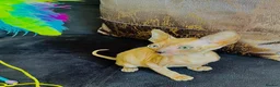 Cornish Rex cats for sale: Lovely Cornish Rex gils looking new parents  - Advert 5
