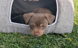 Jack Russell dogs for sale: Jack Russell puppies small breed  - Image 1