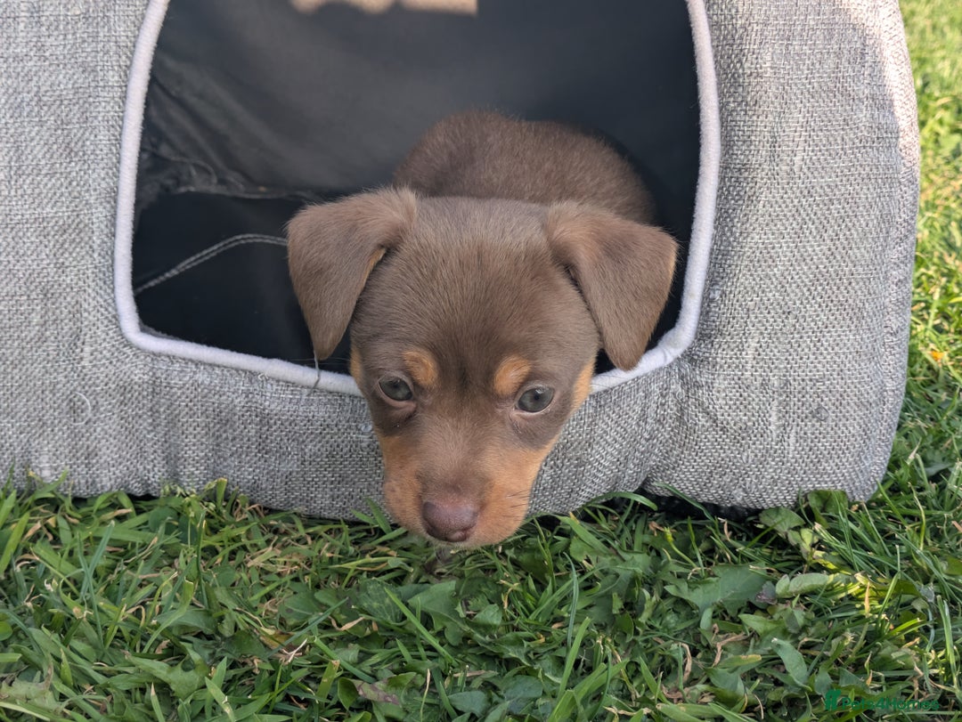 Jack Russell dogs for sale: Jack Russell puppies small breed  - Image 1