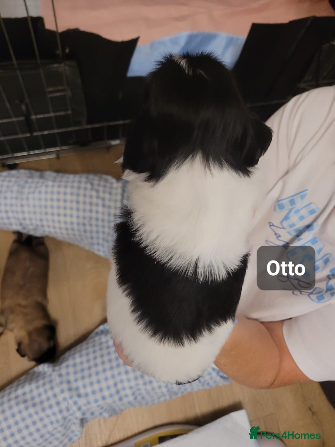 Shih Tzu dogs for sale: Beautiful Shih Tzu Puppies - Image 27