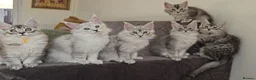 Maine Coon cats for sale: Stunning Silver Shaded Maine Coon kittens - Advert 18