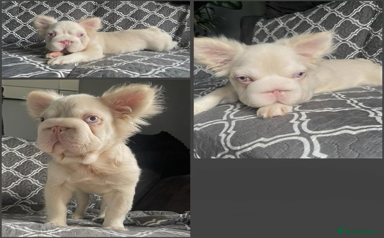 French Bulldog dogs - Advert 1