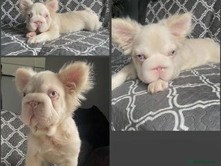 French Bulldog dogs - Advert 32