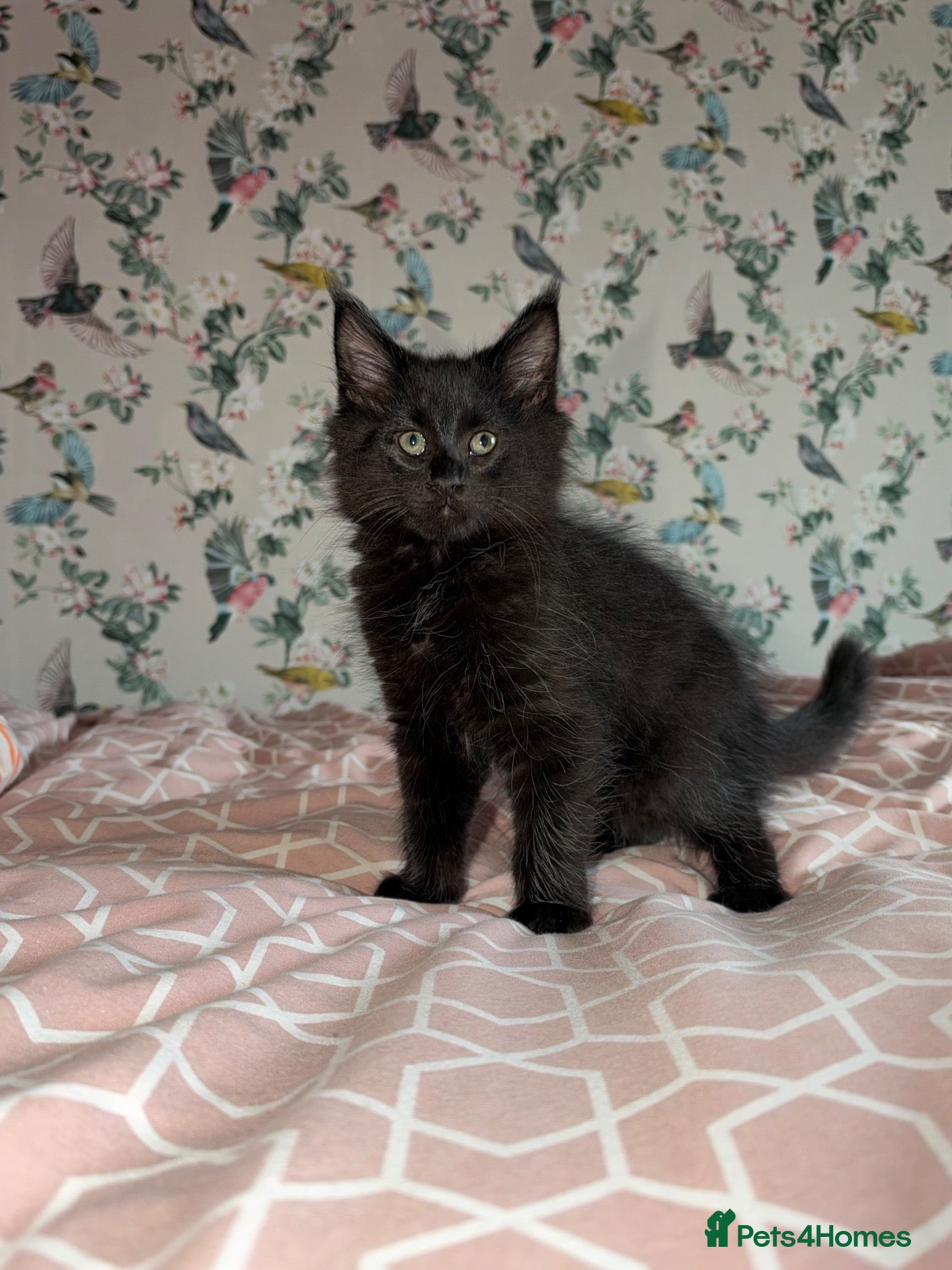 Maine Coon cats for sale: 1 beautiful Maine Coon kitten left! - Advert 18