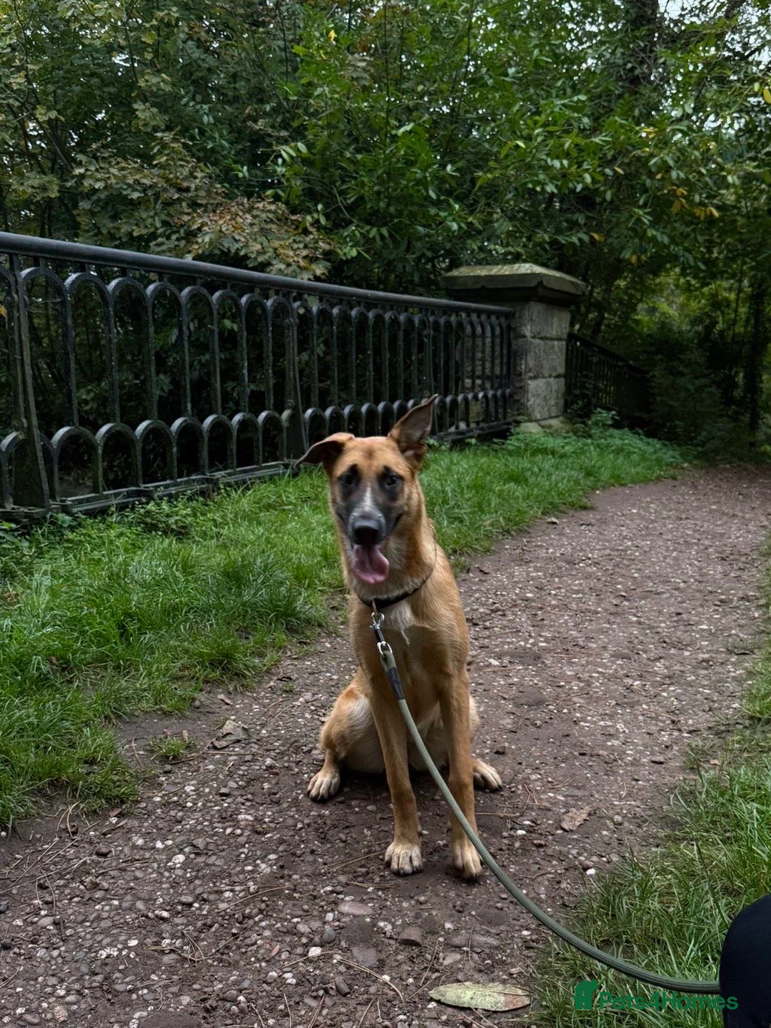 Belgian Shepherd Dog dogs for stud: STUD WANTED  - Advert 2
