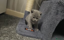 British Shorthair cats for sale: Pretty British shorthair  - Image 4