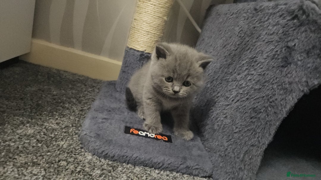 British Shorthair cats for sale: Pretty British shorthair  - Image 4