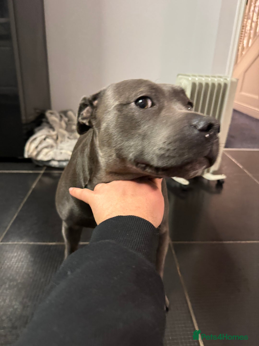 Staffordshire Bull Terrier dogs for sale: KC & DNA Tested Blue Staffordshire Bull Terriers - Advert 2