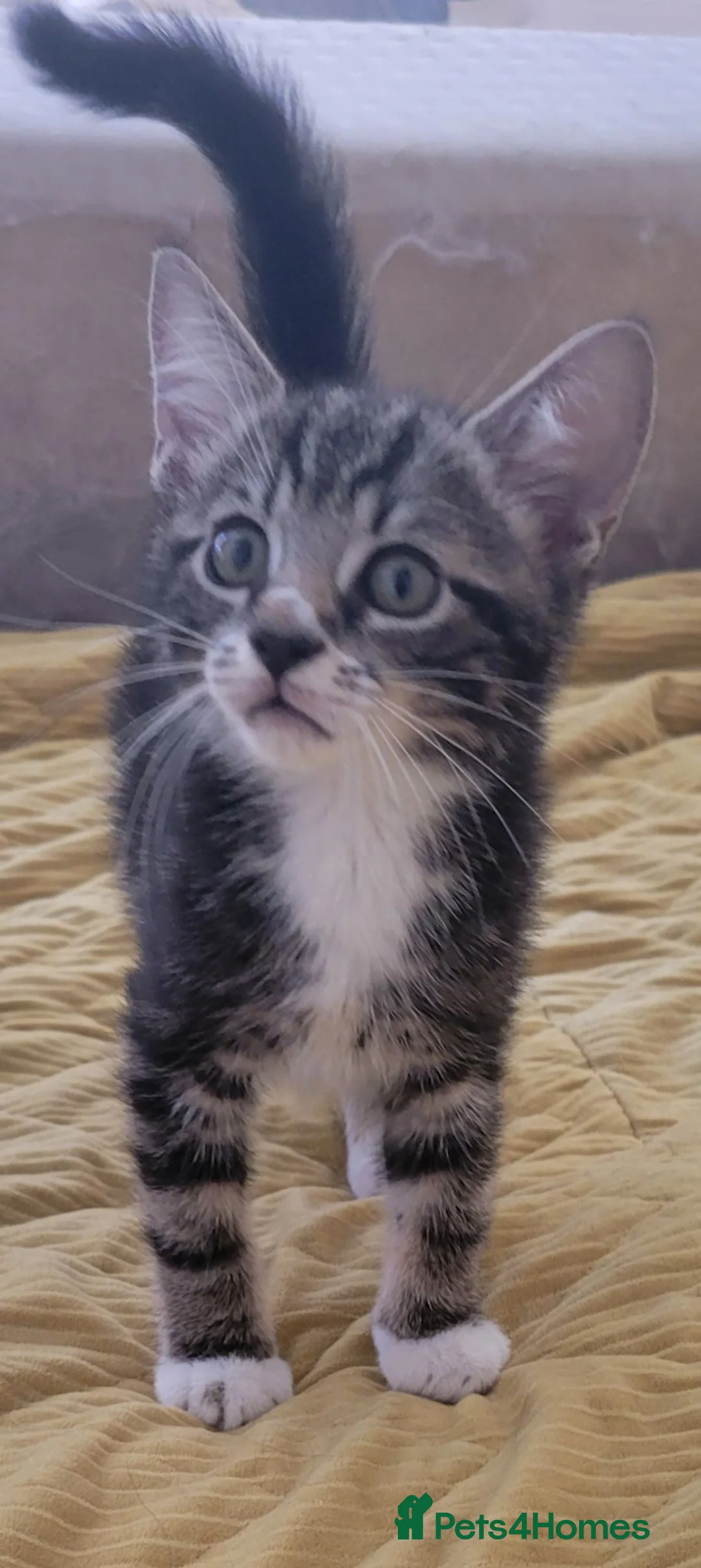Mixed Breed cats for sale: Kittens for sale. 2 boys and one girl - Advert 1