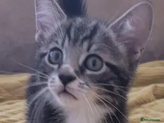 Mixed Breed cats Kittens for sale. 2 boys and one girl - Advert 3