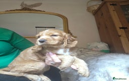 Cocker Spaniel dogs for sale: Beautiful and sweet puppy😊 - Image 26