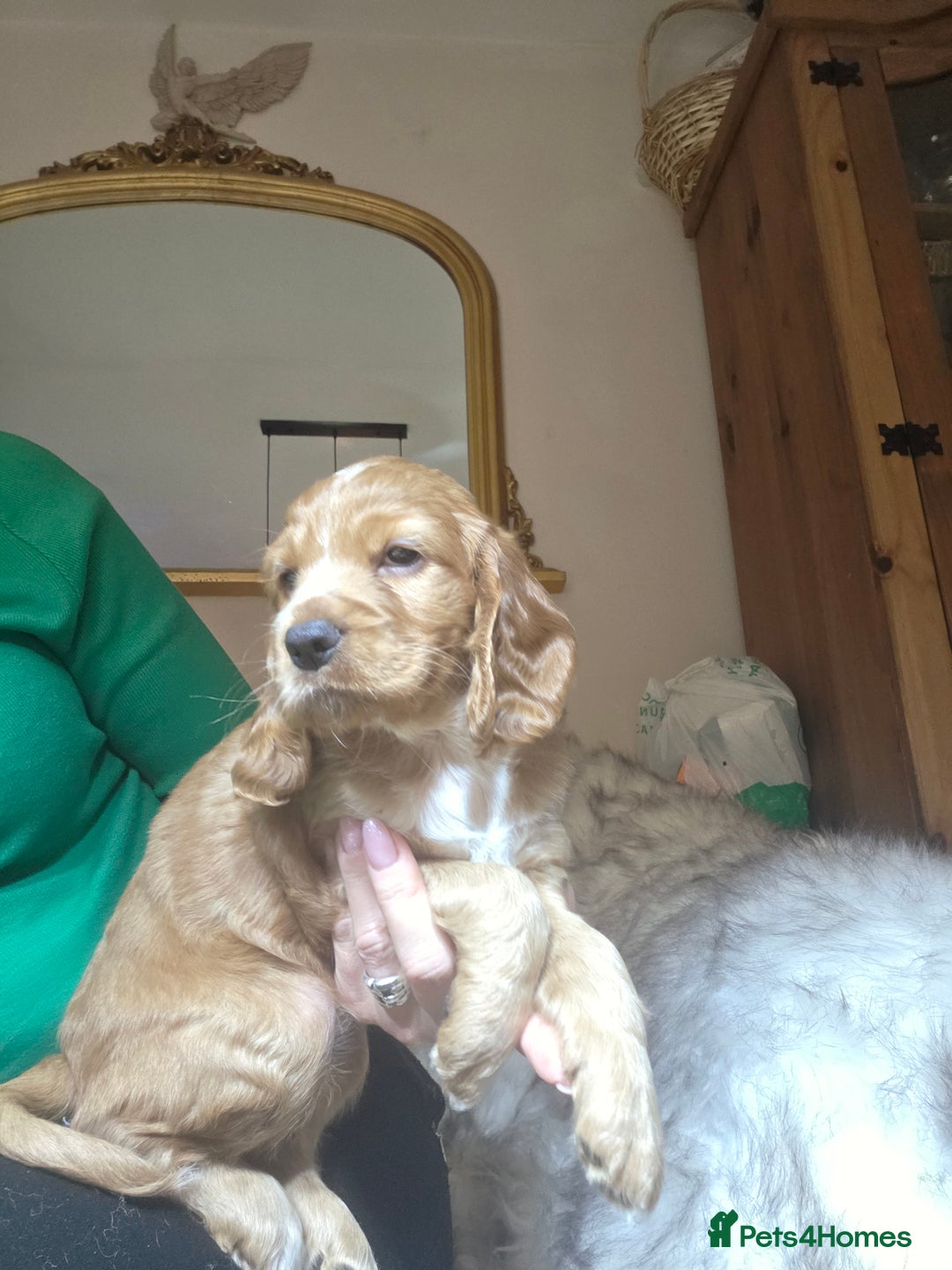 Cocker Spaniel dogs for sale: Beautiful and sweet puppy😊 - Image 26