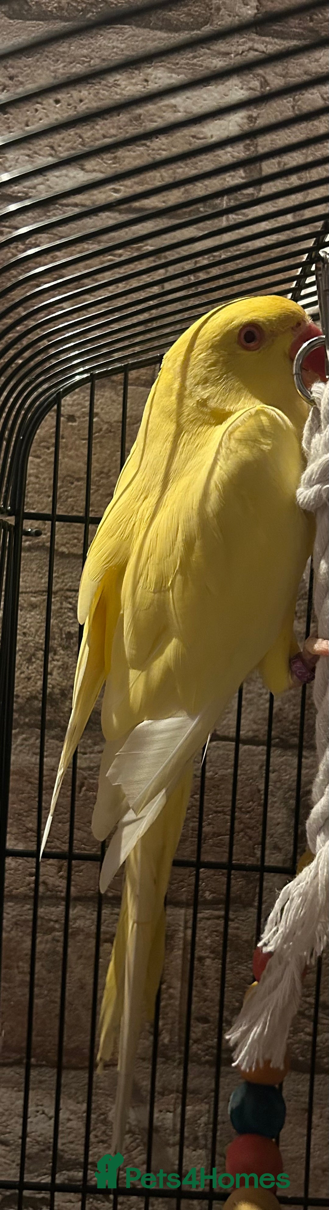 Budgerigars birds for sale: Male Yellow Indian Ringneck for sale!!  - Image 3