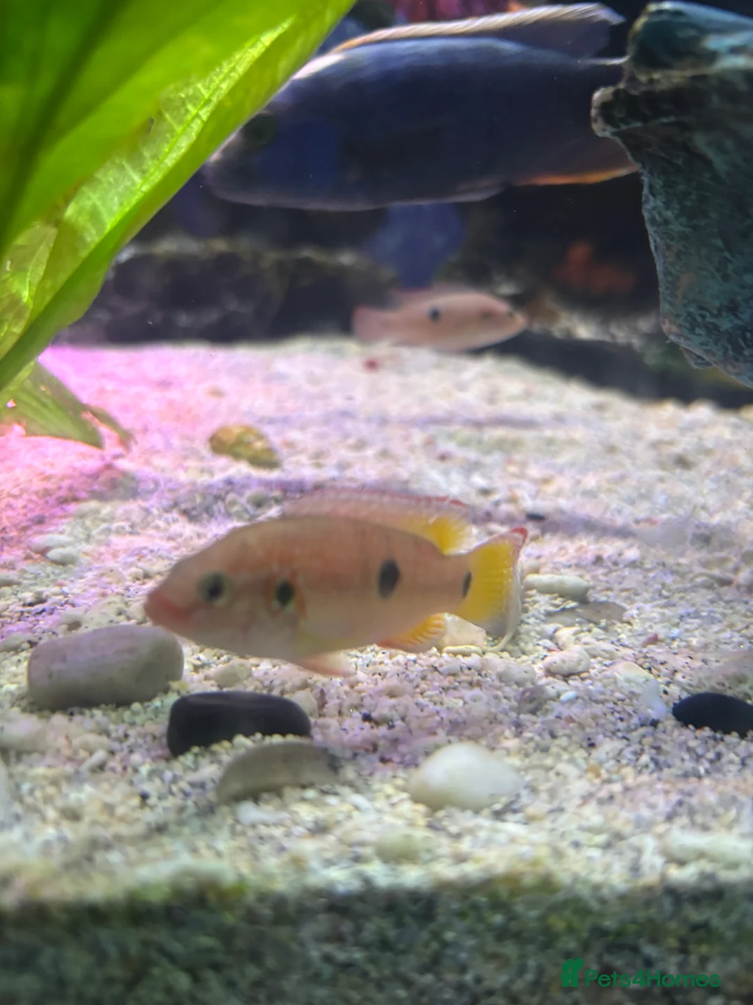 Cichlids fish for sale: Jewel Cichlids - Advert 4