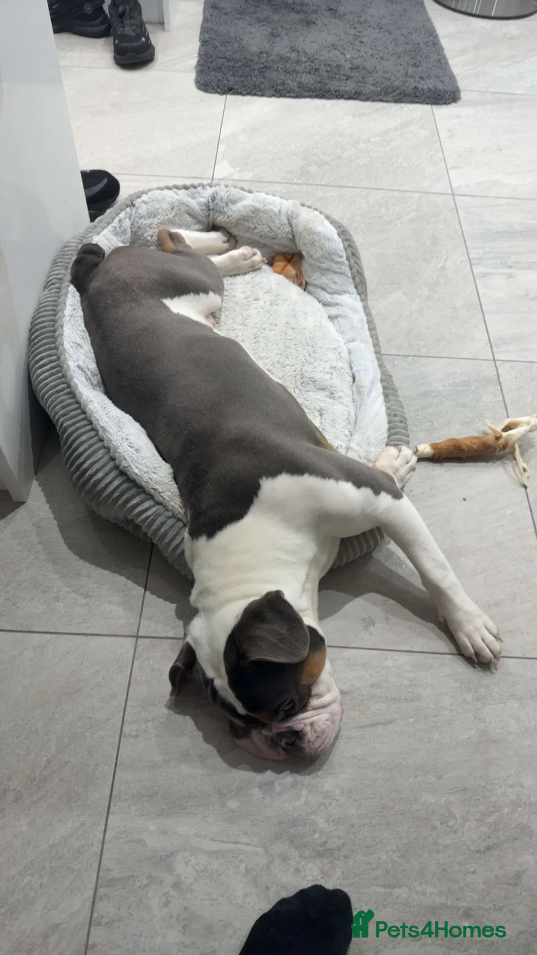 Mixed Breed dogs for sale: Remmie  - Advert 3