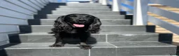 Cocker Spaniel dogs for sale: Quality Working Cocker Spaniel Puppies in Shrewsbury - Advert 1