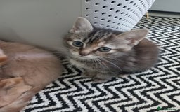 Mixed Breed cats for sale: Beautiful fluffy ginger boy and tabby girl   - Image 6