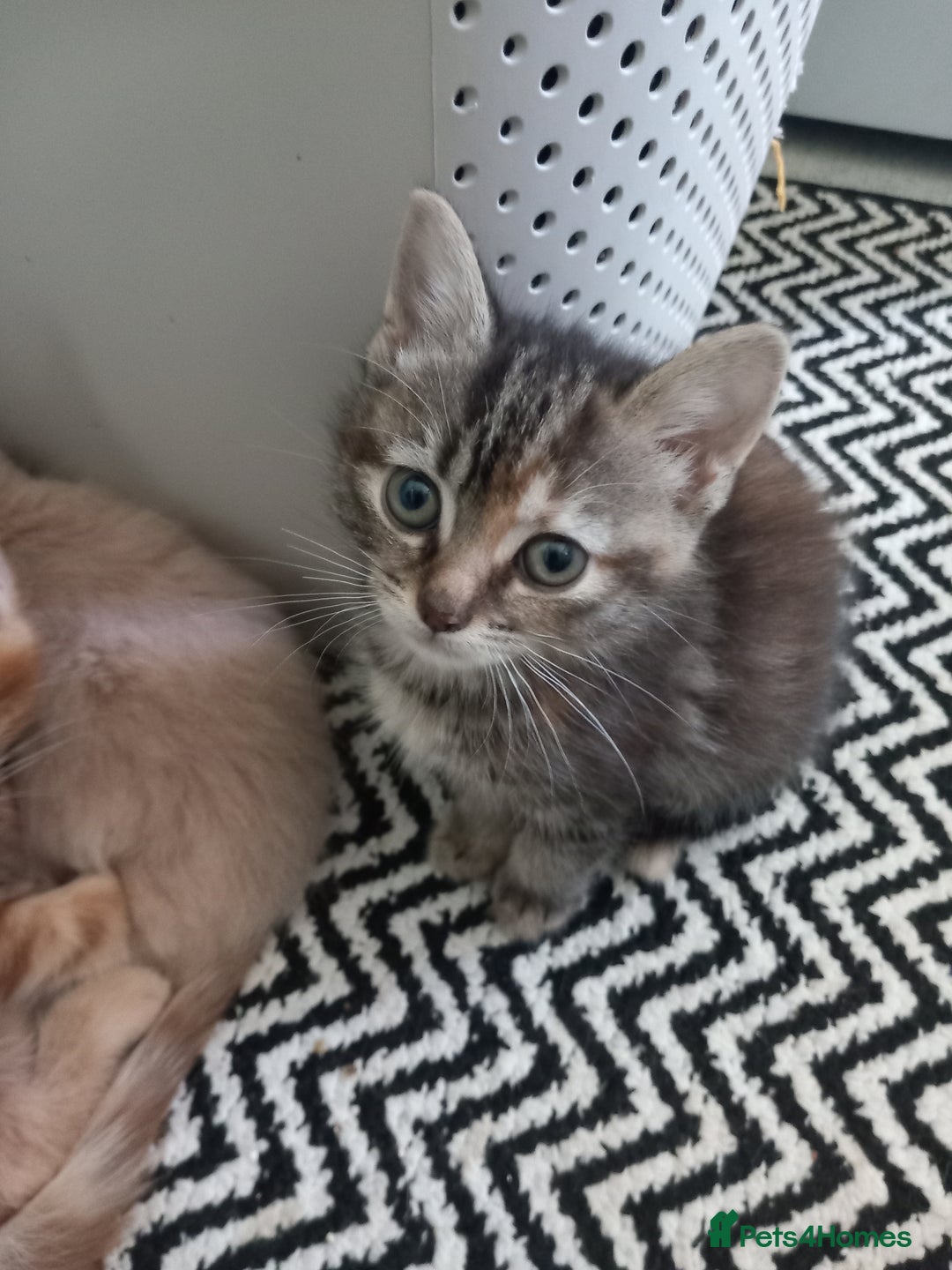 Mixed Breed cats for sale: Beautiful fluffy ginger boy and tabby girl   - Image 6