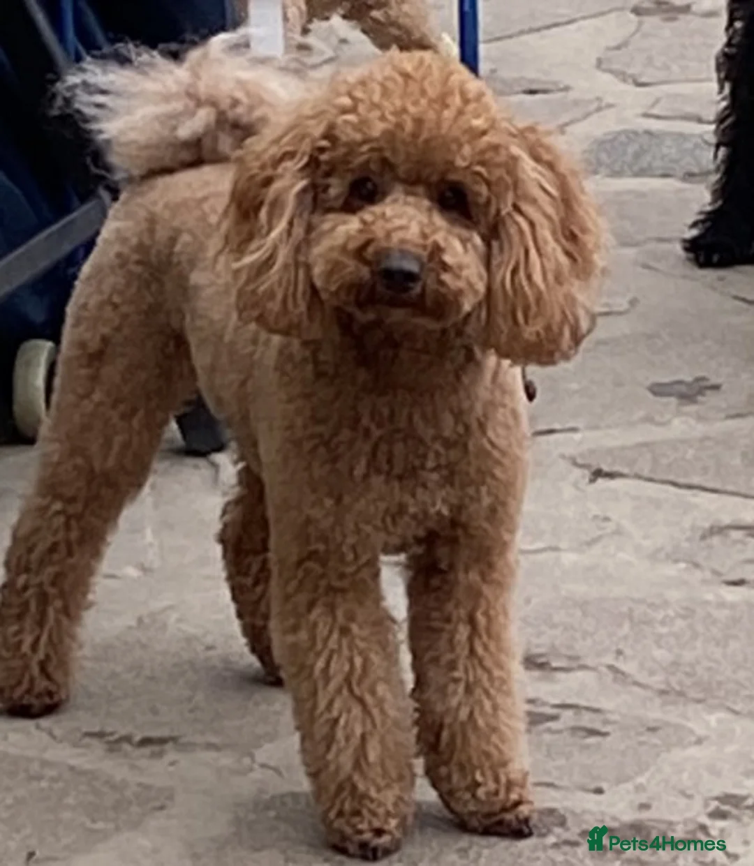 Miniature Poodle dogs for stud: FOR STUD. WELL PROVEN MINIATURE POODLE in Grimsby - Advert 2