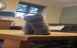 Mixed Breed cats for sale: Ragdoll x British short hair kitten - Image 2