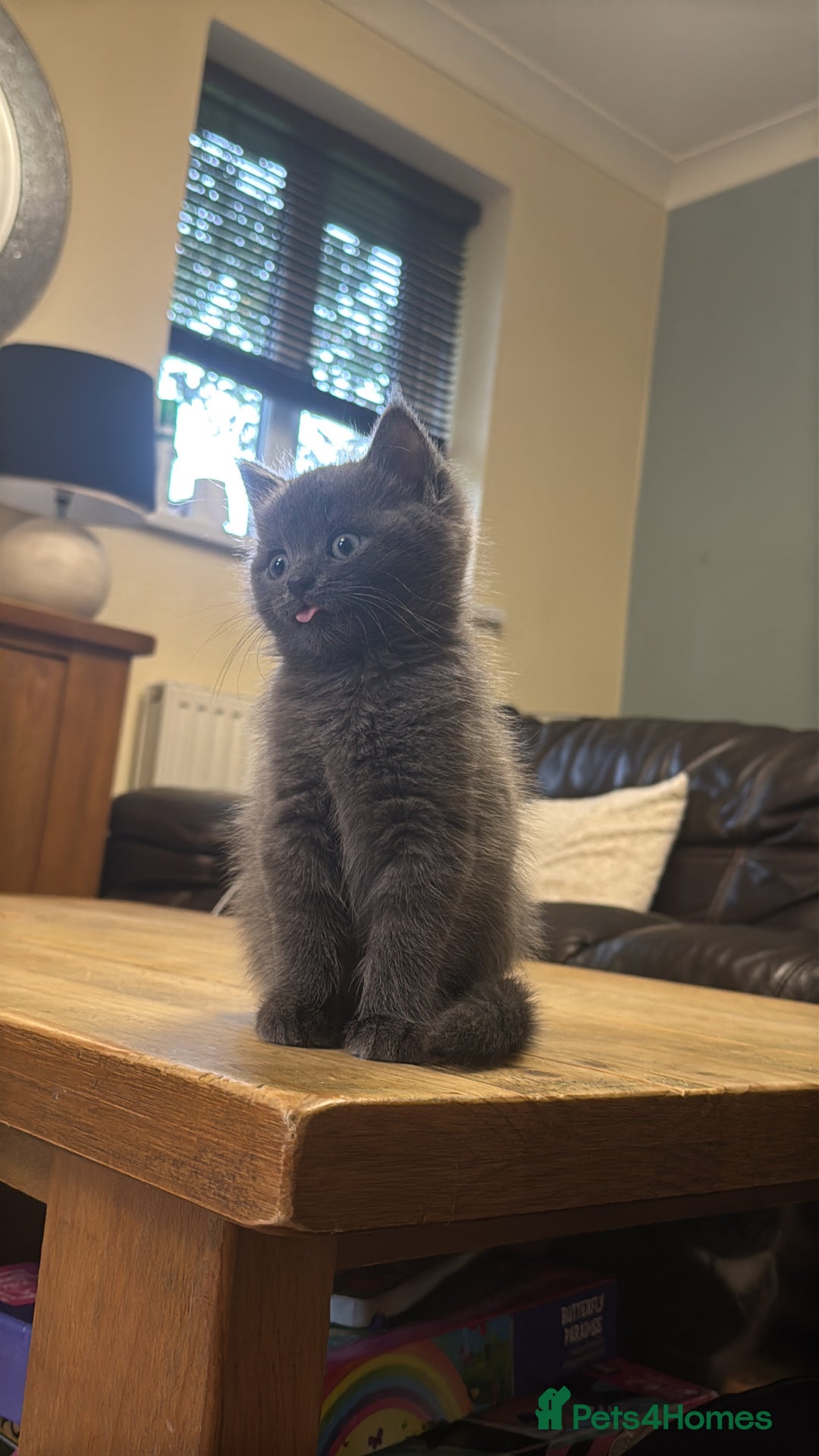 Mixed Breed cats for sale: Ragdoll x British short hair kitten - Image 2
