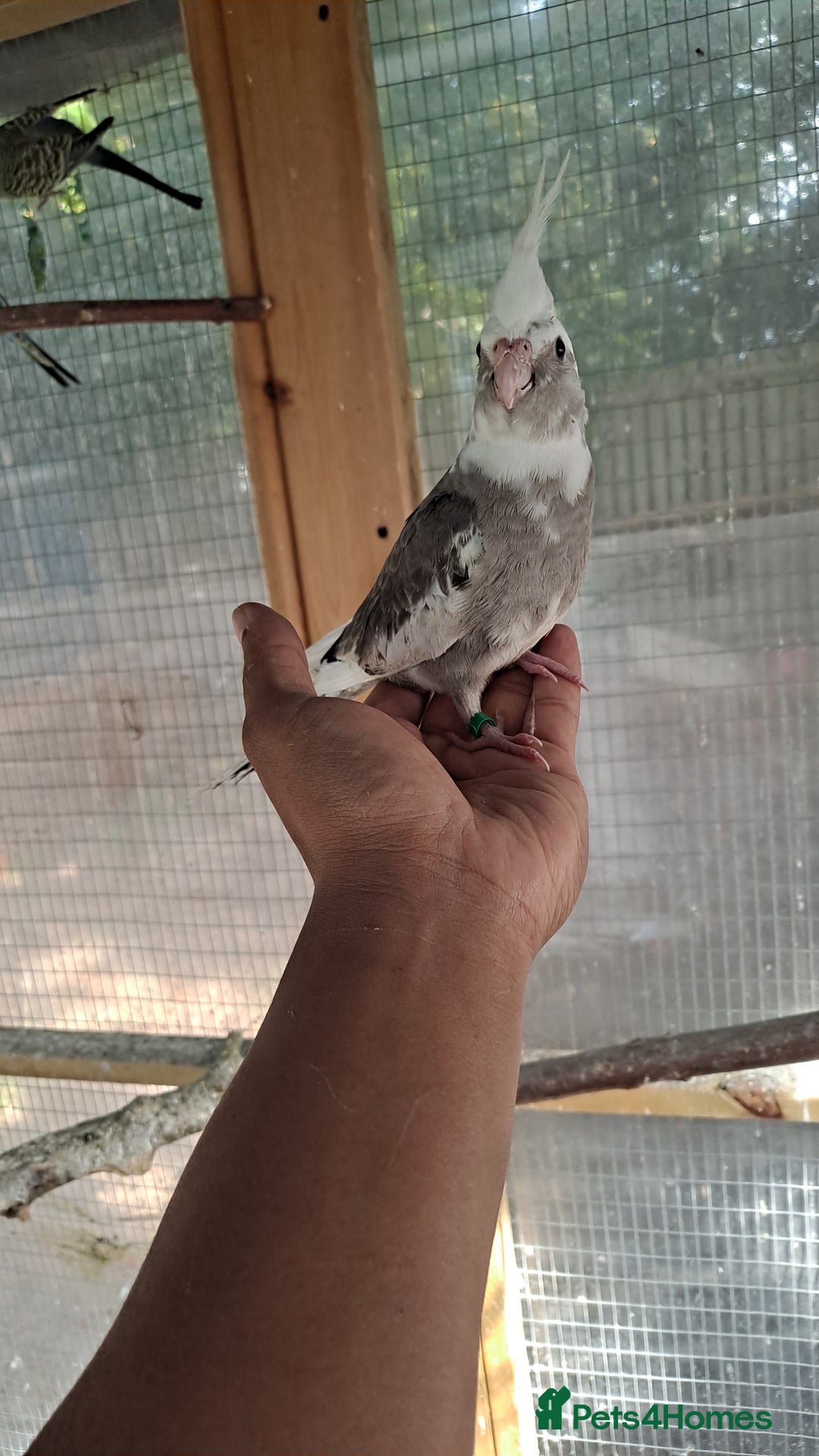 Cockatiels birds for sale: Hand tamed baby cockatiels for sale  - Advert 2